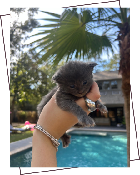 Maine Coon kitten process